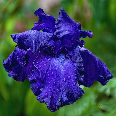 floating blue iris