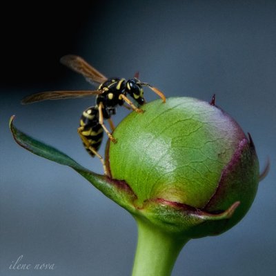 wasp eager for peony
