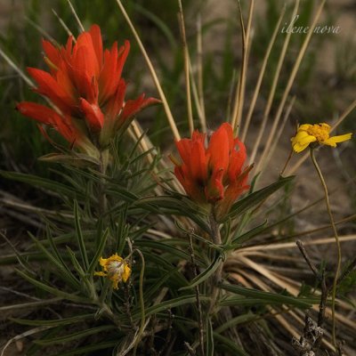 indian paintbrush