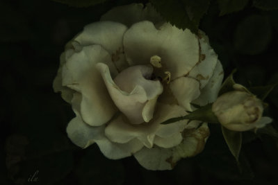 evening tea rose