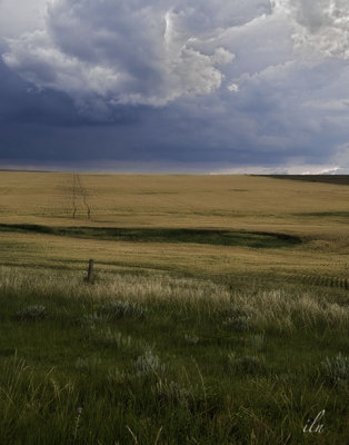 wheat field