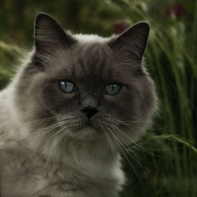 blue point ragdoll