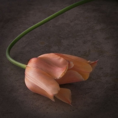 Tulip Head.jpg
