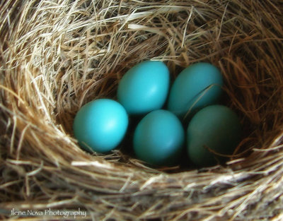 robin eggs