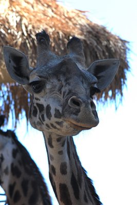 GIRAFFE AT SD ZOO