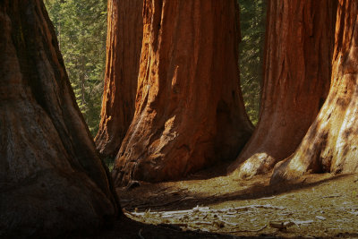 GIANT SEQUOIAS MARIPOSA GROOVE YOSEMITE NATIONAL PARK