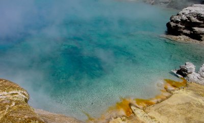 MORNING GLORY AT YELLOWSTONE NATIONAL PARK