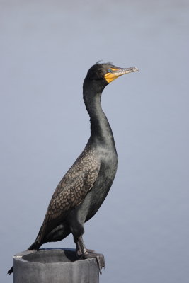 CRW_4380.JPG