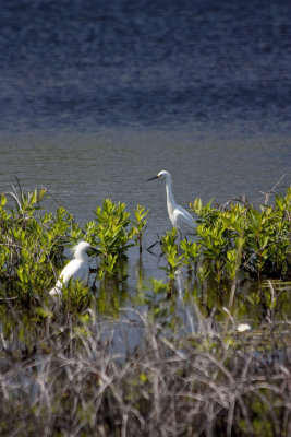 Egrets