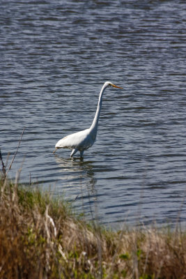 Great Snowy Egret