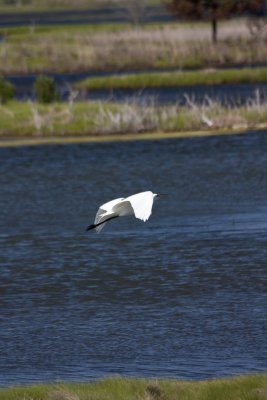 Great Snowy Egret in Flight