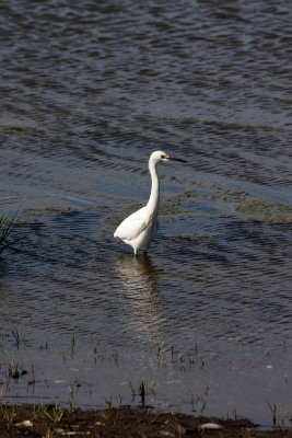 Great Snow Egret