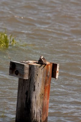 Plover