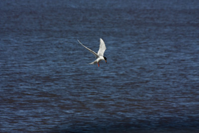 Tern Perparing to Dive