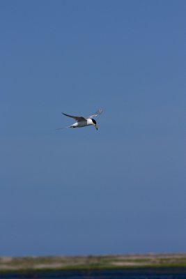 Tern
