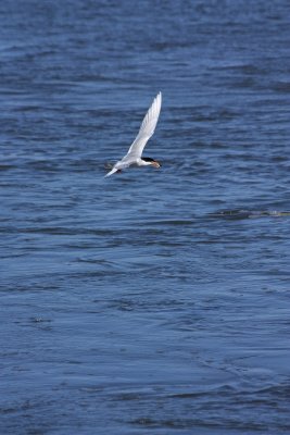 Tern With a Snack