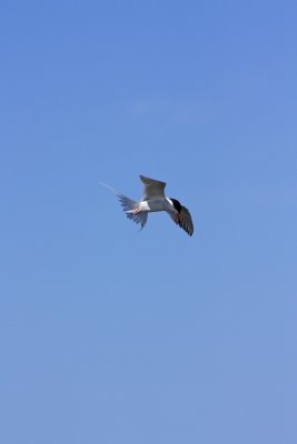 Tern