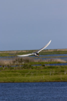 Tern With a Fish
