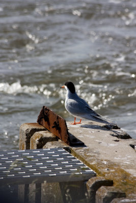 Tern