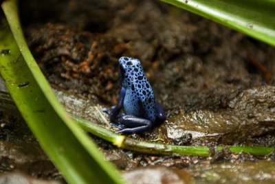 Blue Poison Dart Frog