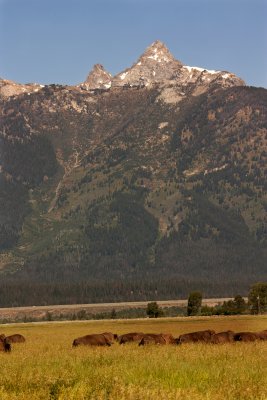 Bison by the Teton Mountain Range