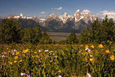 Wildflowers with a view of the Teton Range