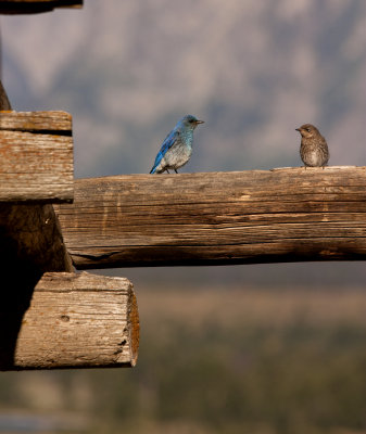 Mountain Blue Bird Conversation