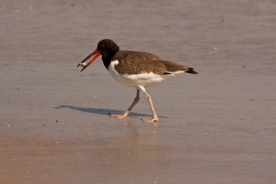 American Oystercatcher with Sand Crab