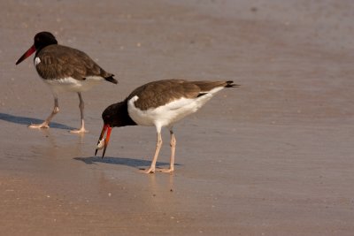 American Oyster Catcher with Sand Crab