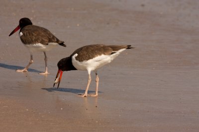American Oyster Catcher with Sand Crab