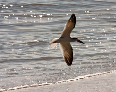 Black Skimmer