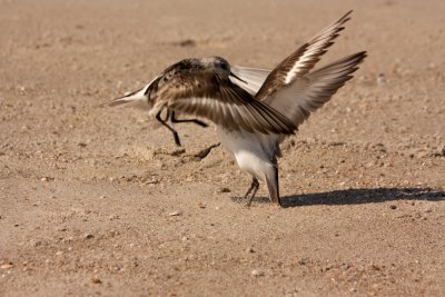 Squaring Off