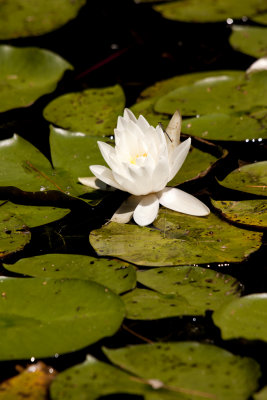 Lily Pad