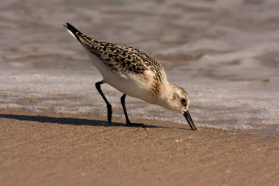 Feeding Plover