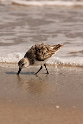 Feeding Plover