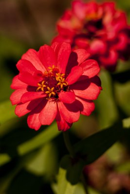 Red Zinia