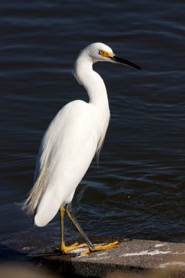 Snowy Egret
