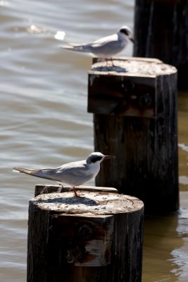 Perching Terns
