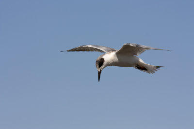 Tern