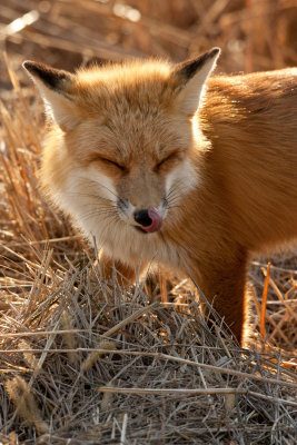 Red Fox licking his chops after dinner
