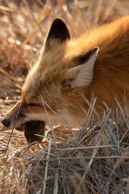 Red Fox Enjoying Dinner
