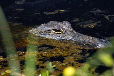 American Alligator, Savannah Wildlife Refuge