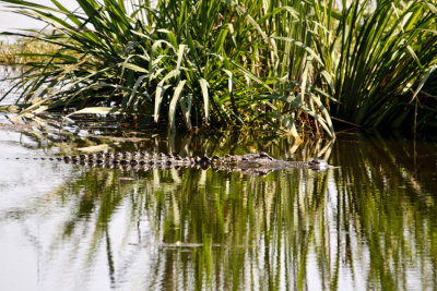 American Alligator Swimming, Savannah Wildlife Refuge