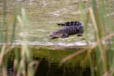 American Alligator on Bank, Harris Neck Wildlife Refuge