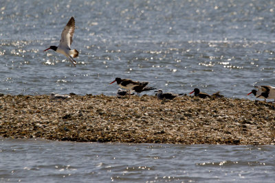 American Oystercatcher at Cockspur Lighthouse