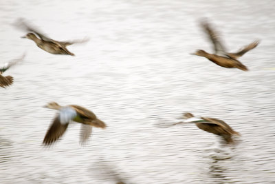 Blue Winged Teals in Flight, Harris Neck Wildlife Reserve