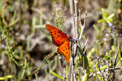 Gulf Fritillary Butterfly on Flower