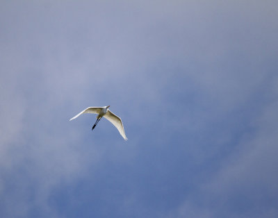 Egret in Flight, Harris Neck Wildlife Reserve