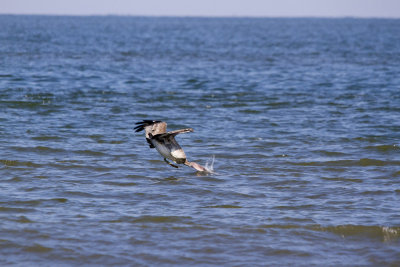 Brown Pelican Dive, Tybee Beach, GA