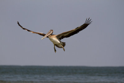 Brown Pelican in Flight, Tybee Beach, GA